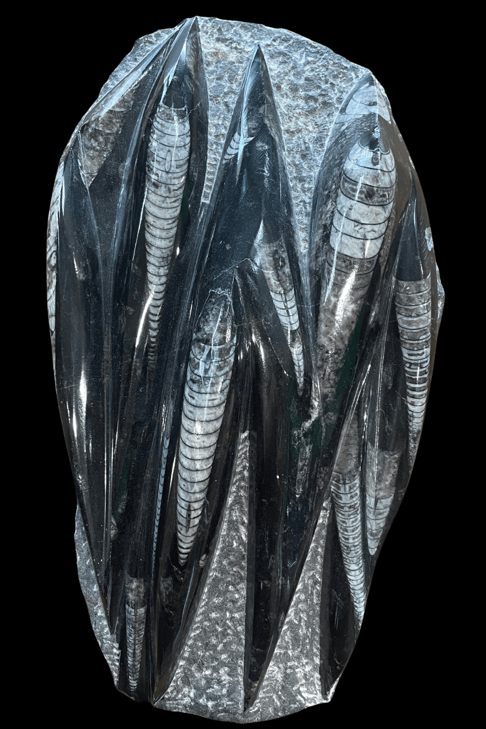 Orthoceras Fossil Plaque - Dusty Rose Essentials