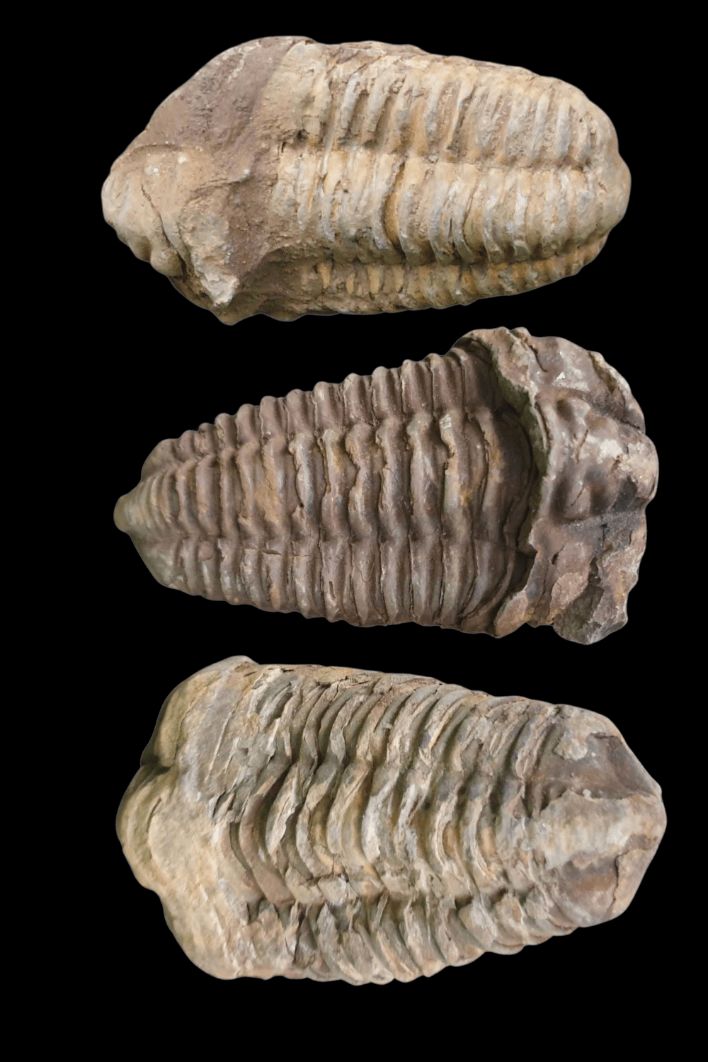 Trilobite Fossil - Dusty Rose Essentials